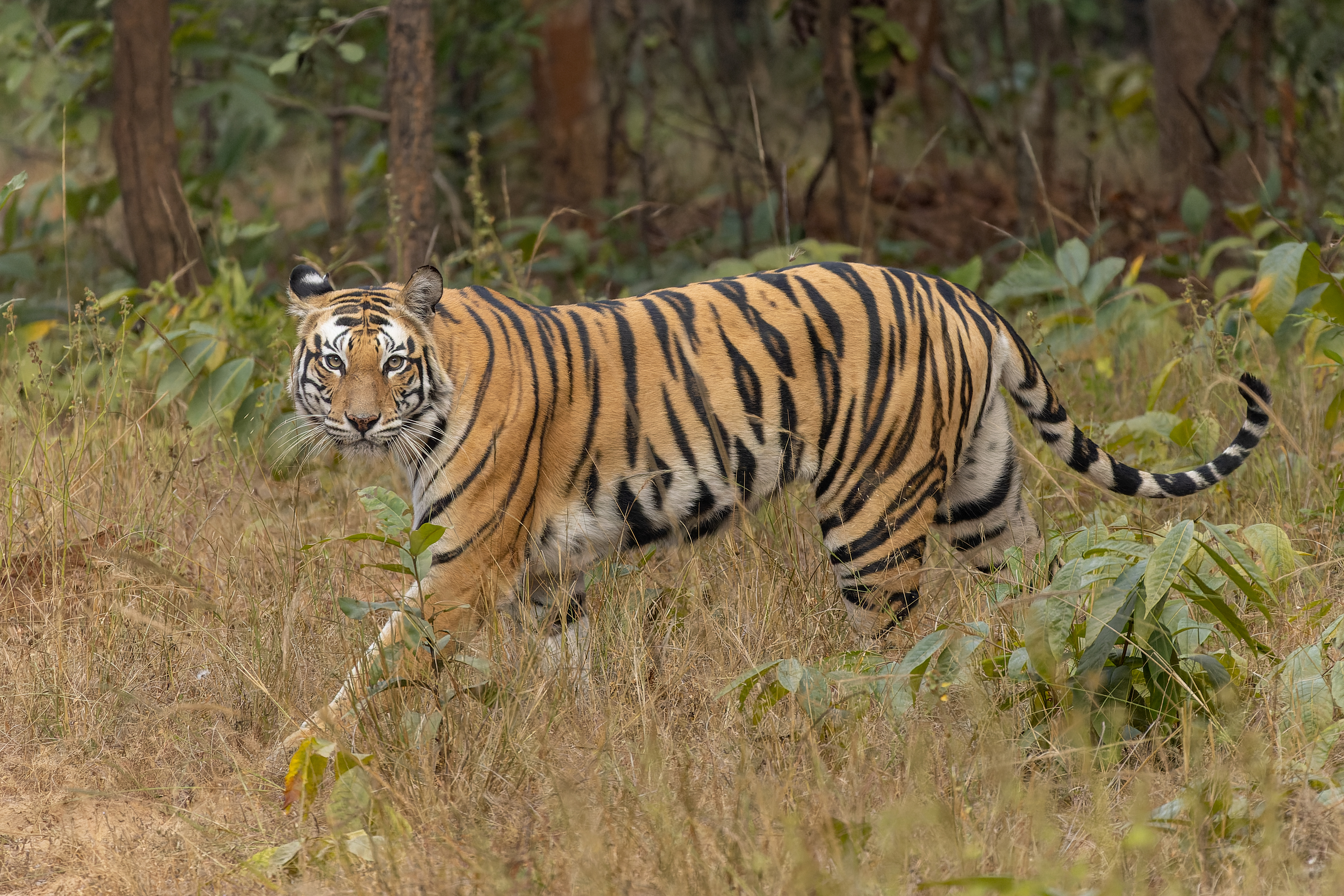A Bengal tiger walking through dry grassland