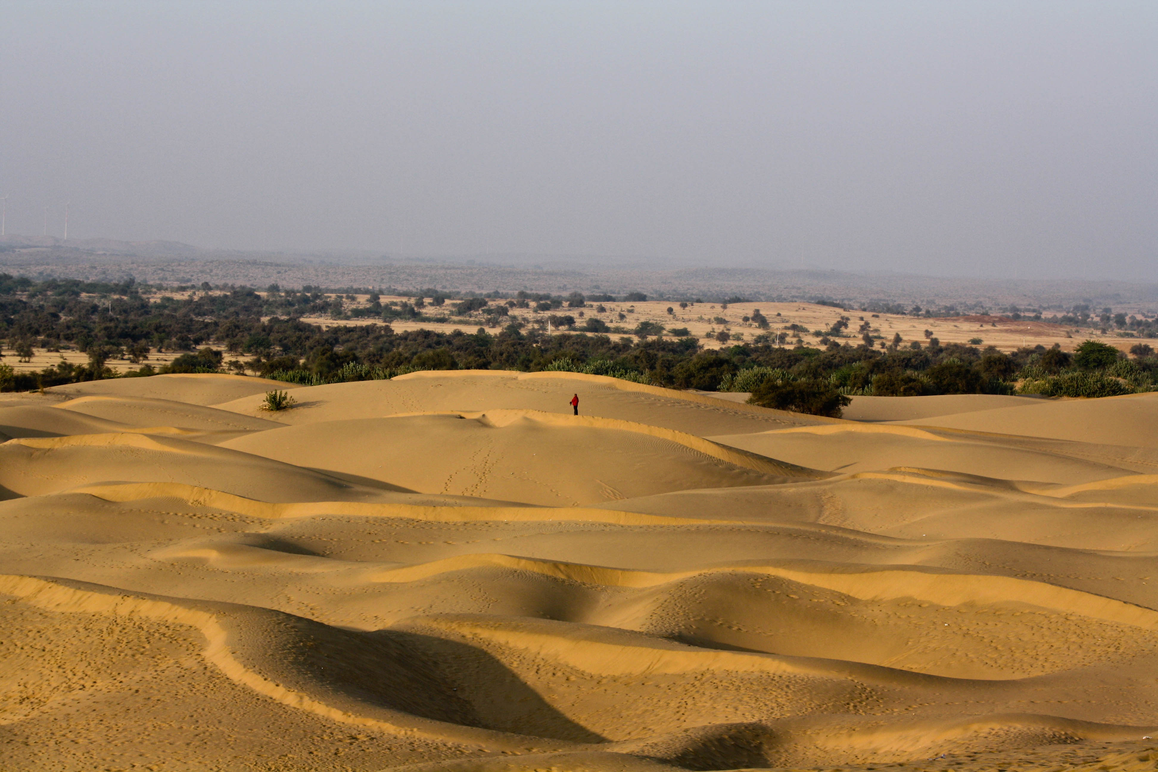Camels crossing the golden dunes of the Thar Desert