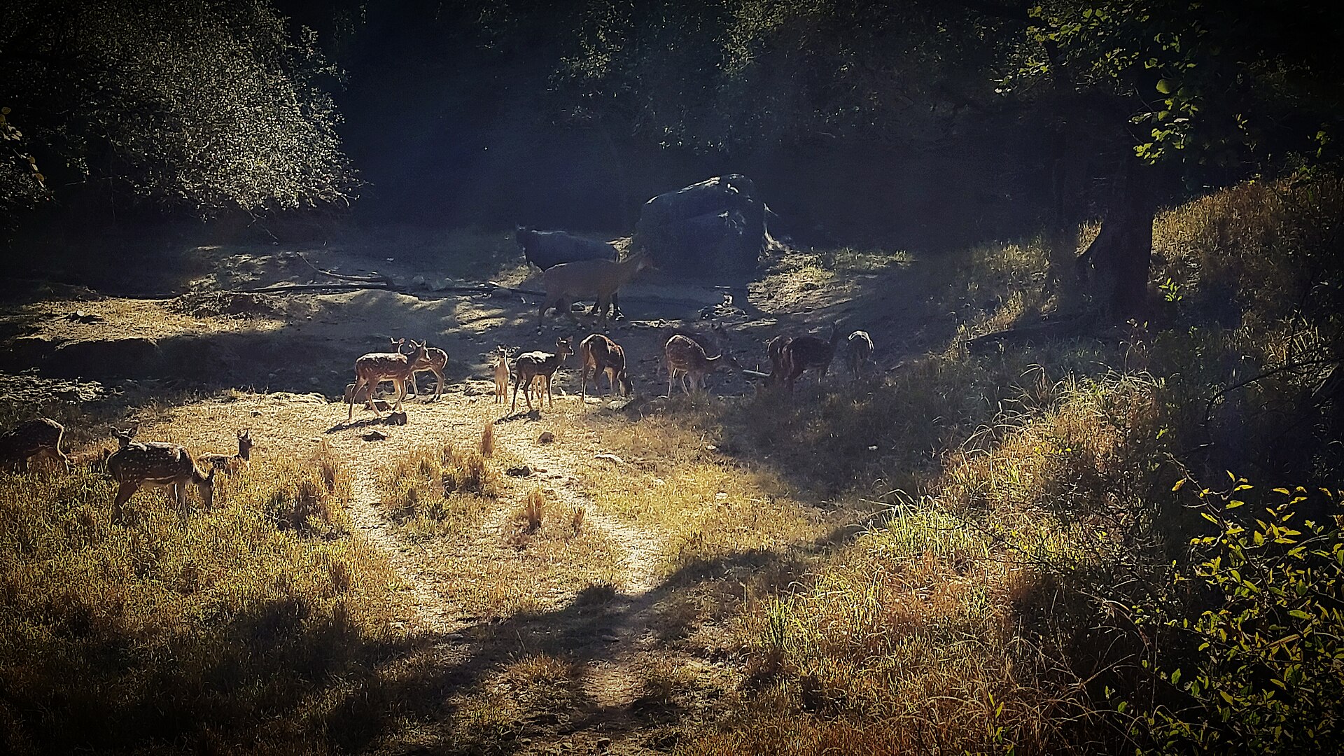 Dry forest of a Rajasthan wildlife reserve